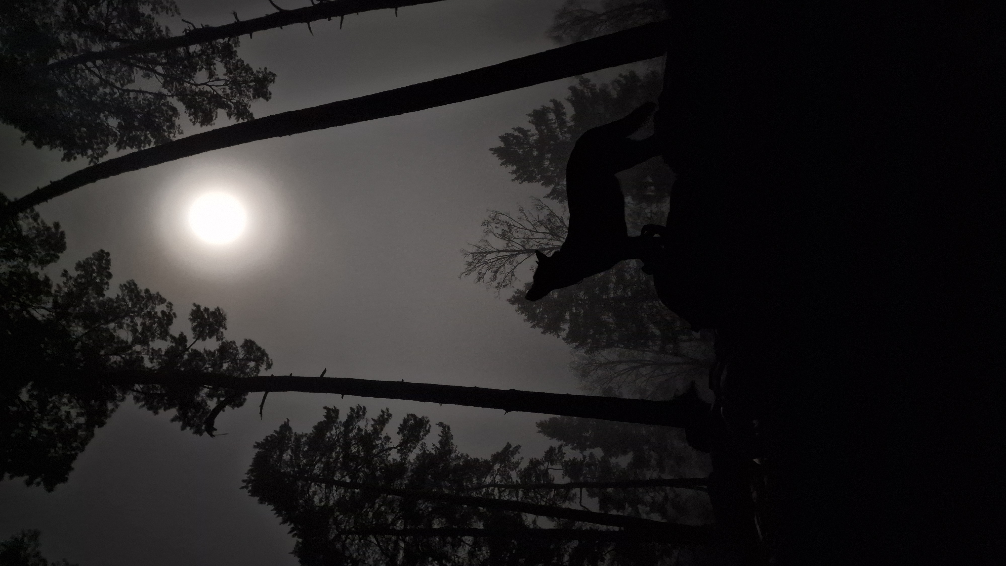 Kazima standing beneath the moon in the forest