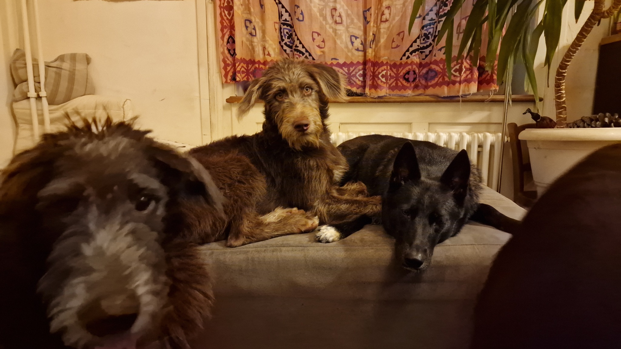 The Wolfpack together indoors