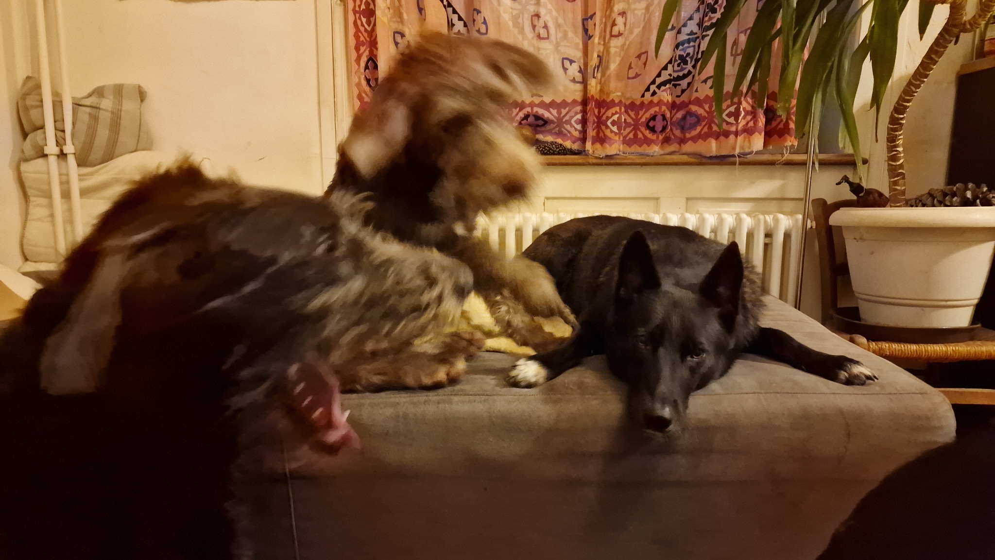 The Wolfpack in a lively moment indoors